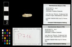 Foto (Objekt + Etikett) von Galatheoidea indet.  (NHMW-GEO-2014-0194-0716)